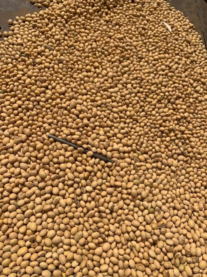 Close-up of a heap of dried soybeans